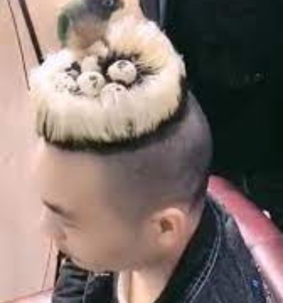 Bird Nested Funny Haircut